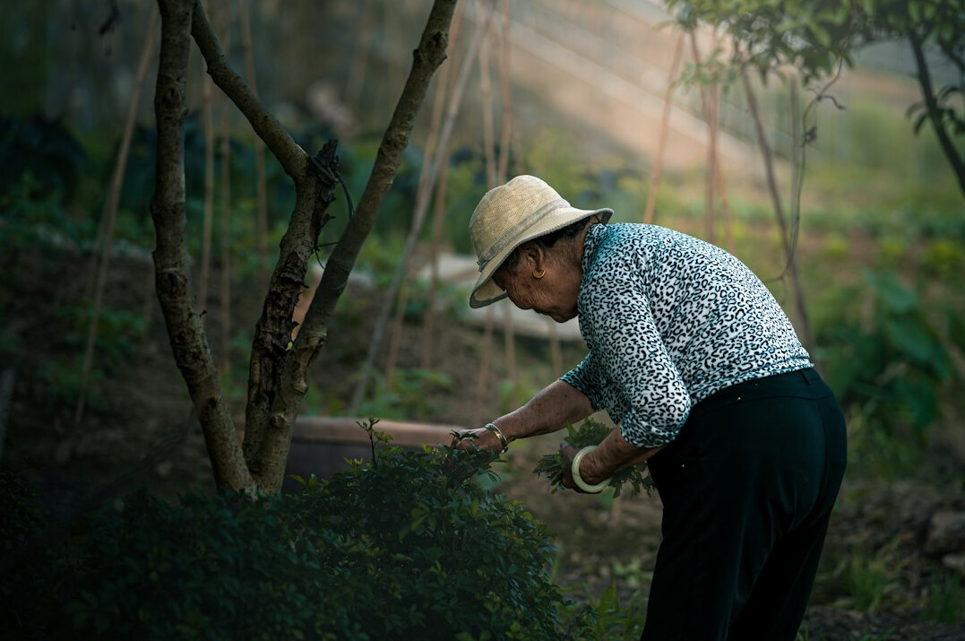 seniors gardening together
